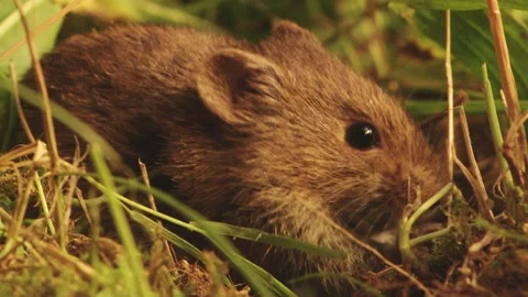 Two mice in the grass Stock Footage 304664511