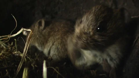 Two mice grooming itself inside underground burrow Stock Footage 309518127