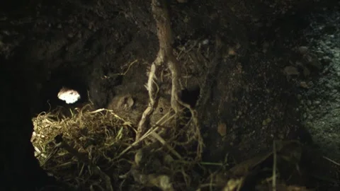 Two mice sleeping inside underground burrow (slide) Stock Footage 309518148