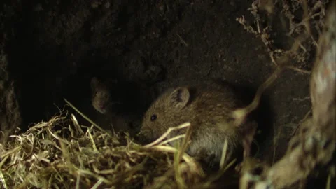 Two mice in their underground burrow Stock Footage 309518157