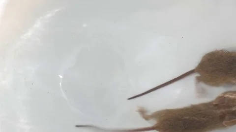 Two mice on a white background Video stock 76045762