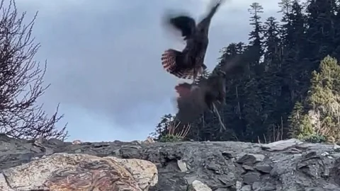 Two mikado pheasants in action on a mountain rock Stock Footage 335080132
