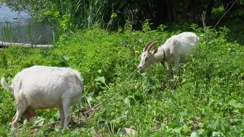 Two milk white goats Stock Footage 277880714
