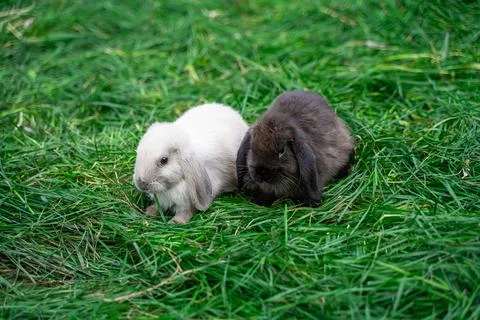 Two mini rabbits dutch ram sit on green grass on sunny day before Easter Stock Photos