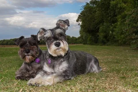Two Mini Schnauzer Dogs Lying Down in The Countryside After A Walk Stock Photos