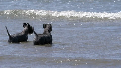 Two Mini Schnauzer Dogs Running From Waves In Sea Towards The Beach Video stock 93470577