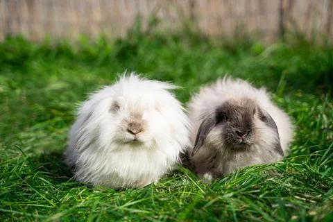 Two mini sized dwarf fold ram rabbit sit on green grass on a sunny day Stock Photos