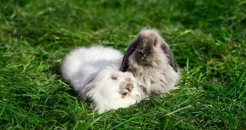 Two mini sized dwarf fold ram rabbit sit on green grass Stock Photos