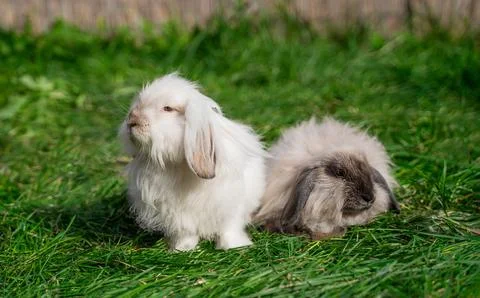 Two mini sized dwarf fold ram rabbit sit on green grass on a sunny day Stock Photos