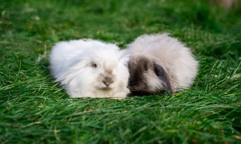Two mini sized dwarf fold ram rabbit lie on green grass on a sunny day Stock Photos