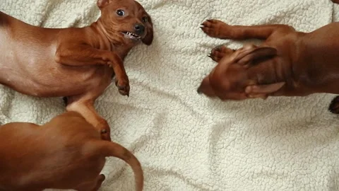 Two miniature brown dogs playfully interacting and biting on white blanket Stock Footage 310967467