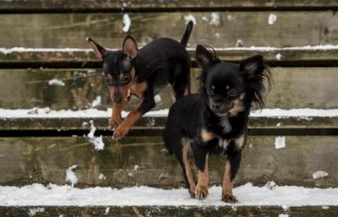 Two miniature dogs going down a stairway Stock Photos