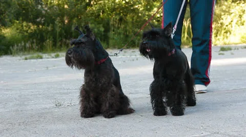 Two miniature schnauzers Stock Footage 25236622
