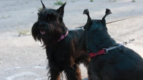 Two miniature schnauzers Stock Footage 25236739