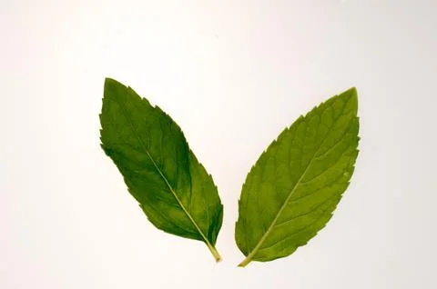 Two mint leaves Stock Photos