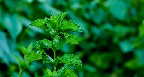 Two mint plants on a blurred background of green vegetation. Stock Photos