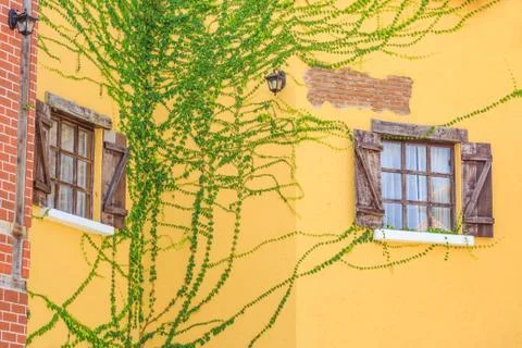 Two mirror windows on a yallow brick building covered with ivy Stock Photos