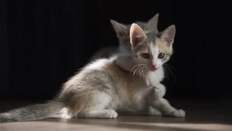 Two mischievous kittens are playing together on the floor. They fight, dig into Stock Footage 160651104