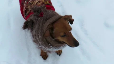 Two mischievous red dogs running through a snowy field on a winter day Stock Footage 167758127
