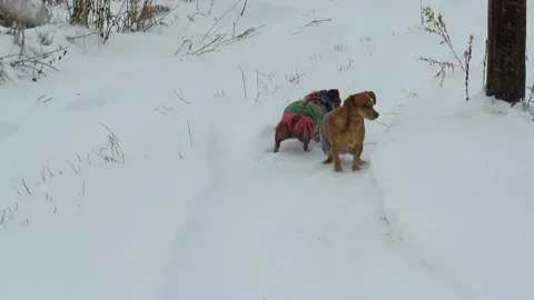 Two mischievous red dogs running through a snowy field on a winter day Stock Footage 167758148