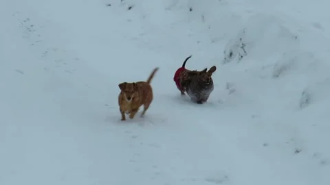 Two mischievous red dogs running through a snowy field on a winter day Stock Footage 167758151
