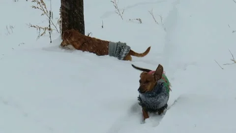 Two mischievous red dogs running through a snowy field on a winter day Video stock 167758156