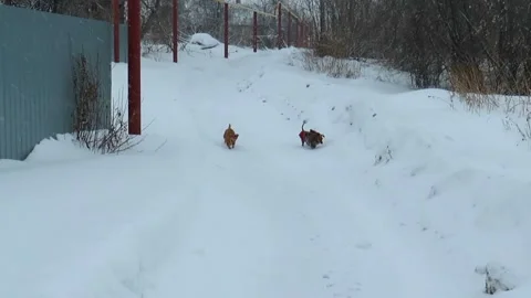 Two mischievous red dogs running through a snowy field on a winter day Stock Footage 167759316
