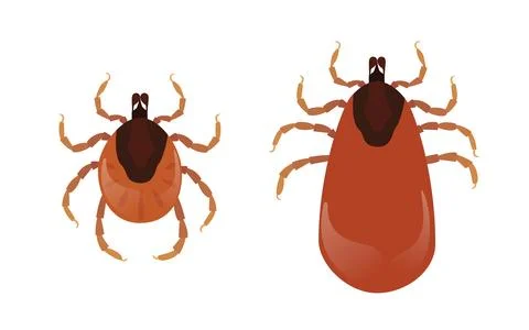 Two mites, one full of blood and the other hungry. Stock Illustration