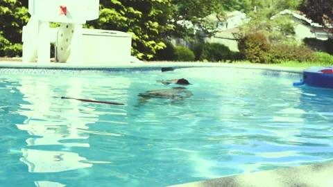 Two mixed boys have a fun in the swimming pool Stock Footage 136493504
