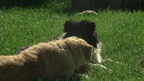 Two Mixed-Breed Dogs Having a Playful Chase in the Backyard Stock Footage 337164585