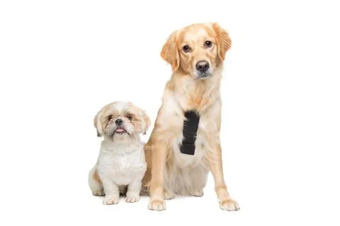 Two mixed breed dogs Stock Photos