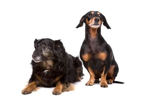 Two mixed breed dogs Stock Photos