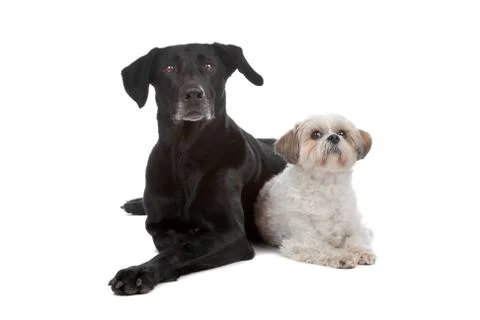Two mixed breed dogs Stock Photos