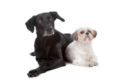 Two mixed breed dogs Foto stock