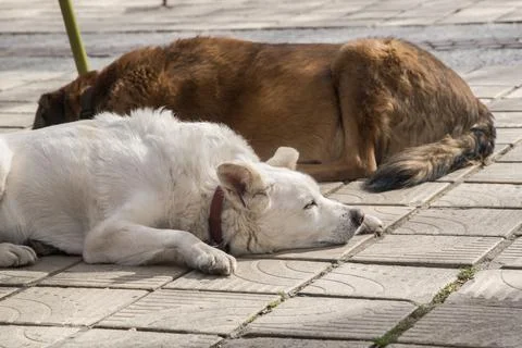 Two mixed breed dogs Stock Photos