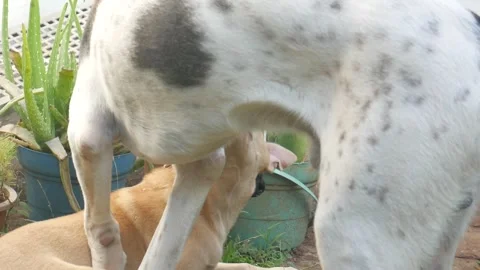 Two Mixed Breed Dogs Play Fighting Stock Footage 233195214