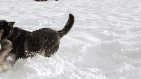 Two mixed breed dogs playing in a snowy field on a sunny winter day. Stock Footage 229706475