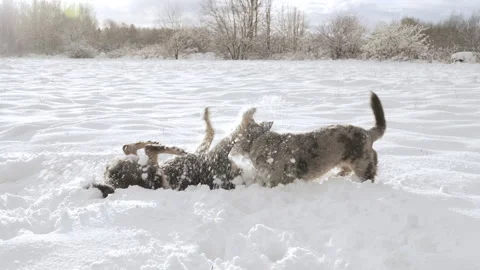 Two mixed breed dogs playing in a snowy field on a sunny winter day. Slow motion Stock Footage 232172387