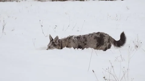 Two mixed breed dogs playing in a snowy field on a sunny winter day. Slow motion Stock-Footage 256691721