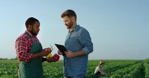 Two mixed-races men standing in the field like farmers, talking about harvest Stock Photos