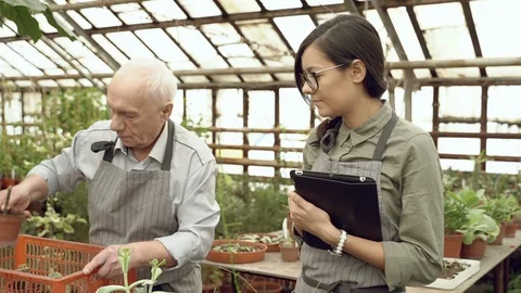 Two modern gardeners an elderly man and a young woman working in a greenhouse. Stock Footage 129462116