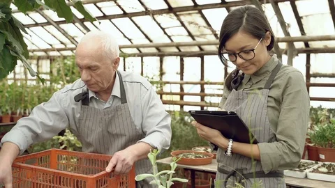 Two modern gardeners an elderly man and a young woman working in a greenhouse Stock Footage 129462995