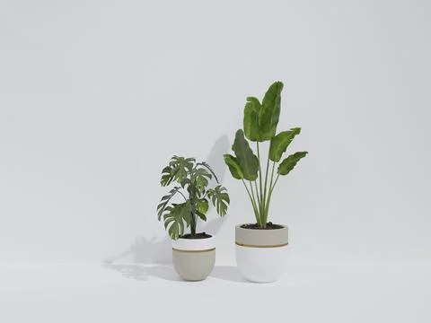 Two modern potted plants in simplistic pots against a plain background Stock Photos