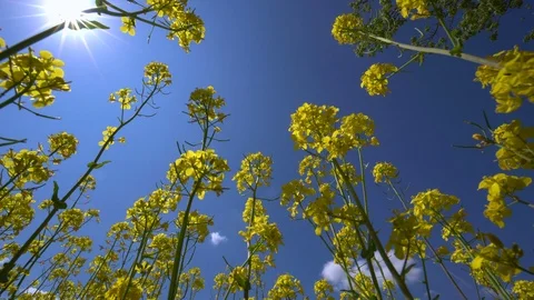 Two modern wind turbines generating sustainable energy in a field with wheat. Stock Footage 85967181