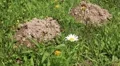 Two mole holes HD Footage