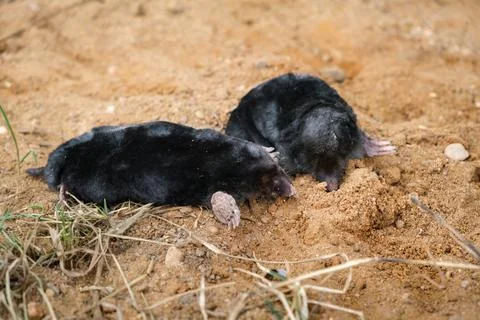 Two moles dig the hole on the surface of sandy garden path. Talpa europaea side Stock Photos