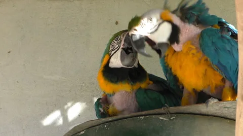 Two molting parrots playing 스톡 동영상 62336337