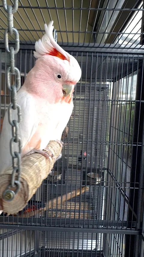 Two Moluccan cockatoos perched inside the cage with their beautiful pink cr.. Stock Footage 316242099