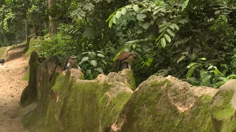Two Mona monkeys run across wall in Sacred Grove Stock Footage 86760892