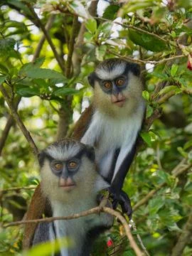 Two mona monkeys in a tree on the island of Grenada in the Caribbean. Taken.. Foto stock